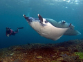 What a day :-)
My guide Wayan with 2 beautiful Manta Rays on Manta Point, Nusa Penida.
Olympus E330, 8mm Fisheye, 2 Ikelite DS125 Strobes 